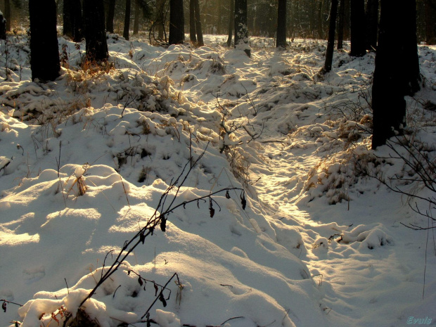 spacer w lesie #zima #las #śnieg