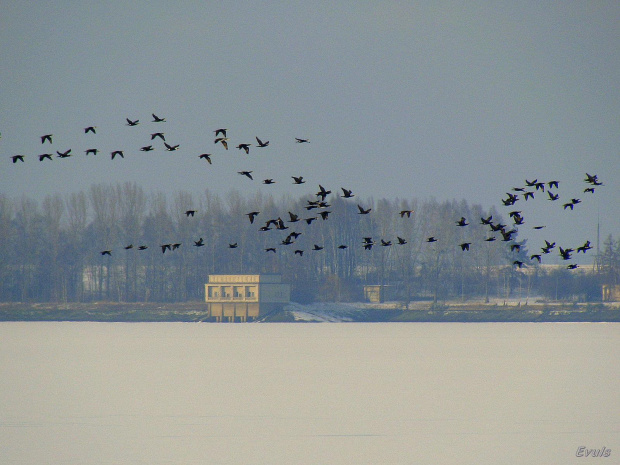 ptaki nad zamarzniętym zalewem #ptaki #zalew #zima