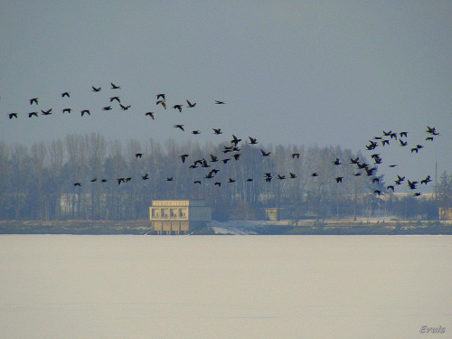 ptaki nad zamarzniętym zalewem #ptaki #zalew #zima