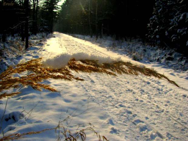 spacer w lesie #zima #las #śnieg