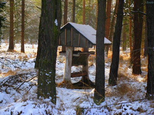 "Leśna stołówka" - zapraszamy! #las #zima #paśnik #drzewa