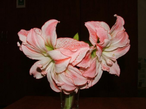 odmiana 'Aphrodite' - 7 lutego 2009 (w szkle, po ścięciu z osłabionej cebuli) #amarylis #Hippeastrum #hydroponika #Aphrodite