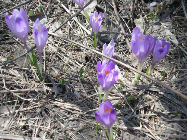 ZAKOPANE 2007