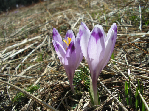 ZAKOPANE 2007