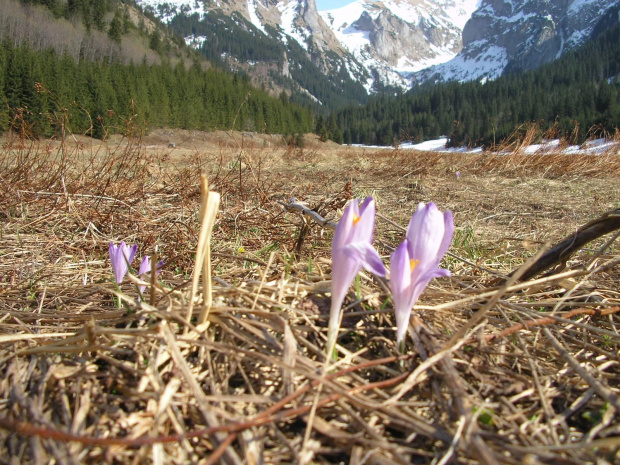 ZAKOPANE 2007