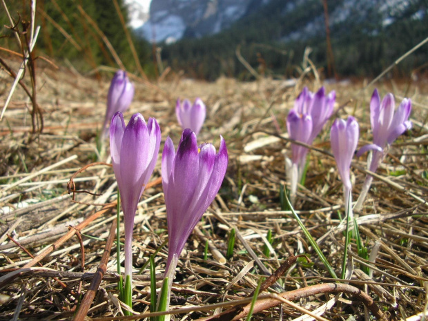 ZAKOPANE 2007