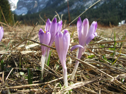 ZAKOPANE 2007