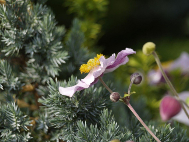 Anemonexhybrida
Zawilec mieszańcowy