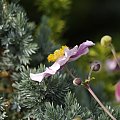 Anemonexhybrida
Zawilec mieszańcowy