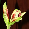 odmiana 'Papilio Butterfly' - 14 lutego 2009 #amarylis #Hippeastrum #hydroponika #PapilioButterfly