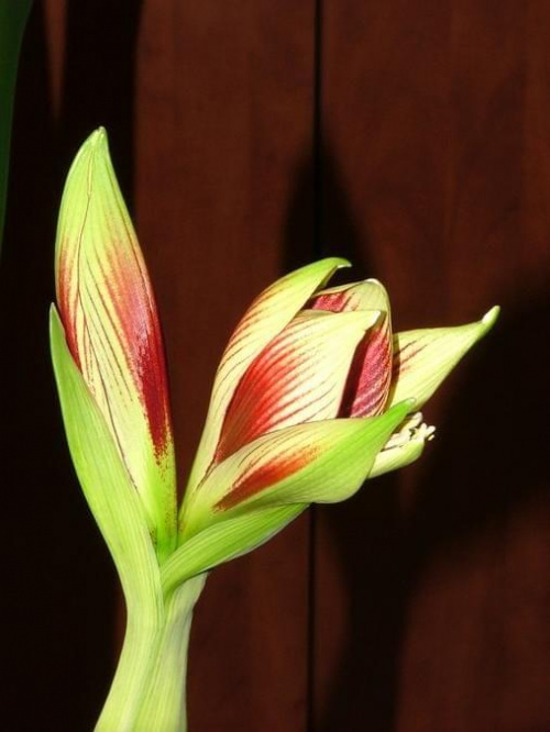 odmiana 'Papilio Butterfly' - 14 lutego 2009 #amarylis #Hippeastrum #hydroponika #PapilioButterfly