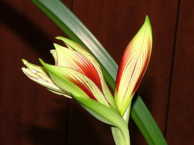 odmiana 'Papilio Butterfly' - 14 lutego 2009 #amarylis #Hippeastrum #hydroponika #PapilioButterfly