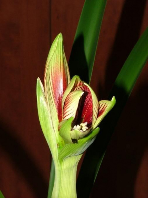 odmiana 'Papilio Butterfly' - 14 lutego 2009 #amarylis #Hippeastrum #hydroponika #PapilioButterfly