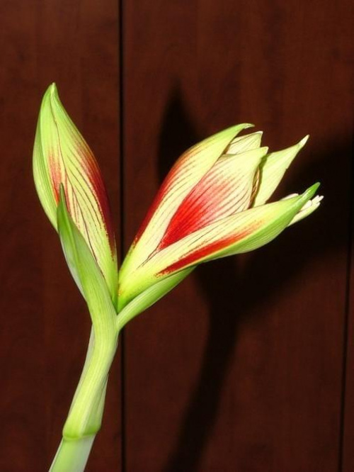 odmiana 'Papilio Butterfly' - 14 lutego 2009 #amarylis #Hippeastrum #hydroponika #PapilioButterfly