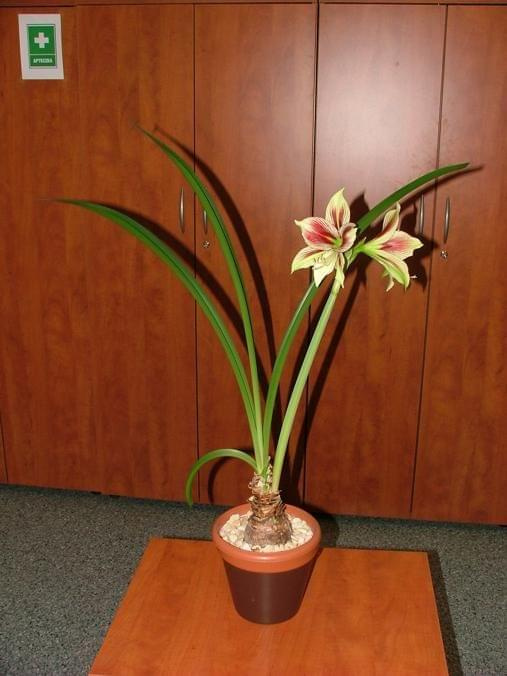 odmiana 'Papilio Butterfly' - 17 lutego 2009 #amarylis #Hippeastrum #hydroponika #PapilioButterfly