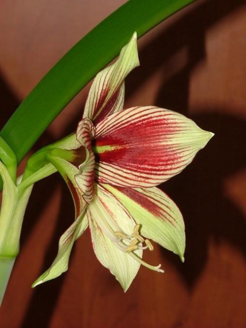 odmiana 'Papilio Butterfly' - 17 lutego 2009 #amarylis #Hippeastrum #hydroponika #PapilioButterfly