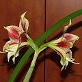 odmiana 'Papilio Butterfly' - 17 lutego 2009 #amarylis #Hippeastrum #hydroponika #PapilioButterfly