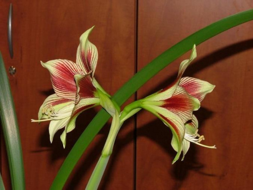 odmiana 'Papilio Butterfly' - 17 lutego 2009 #amarylis #Hippeastrum #hydroponika #PapilioButterfly