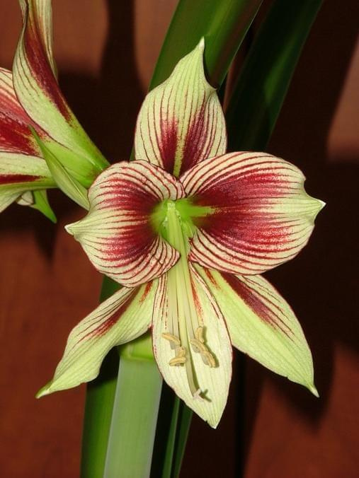 odmiana 'Papilio Butterfly' - 17 lutego 2009 #amarylis #Hippeastrum #hydroponika #PapilioButterfly