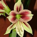 odmiana 'Papilio Butterfly' - 17 lutego 2009 #amarylis #Hippeastrum #hydroponika #PapilioButterfly