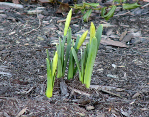 Zwiastuny wiosny-żonkile #pigwowiec #żonkile #GałązkaZDrzewa #PąkiKwiatowe