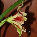 odmiana 'Papilio Butterfly' - 17 lutego 2009 #amarylis #Hippeastrum #hydroponika #PapilioButterfly