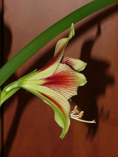 odmiana 'Papilio Butterfly' - 17 lutego 2009 #amarylis #Hippeastrum #hydroponika #PapilioButterfly