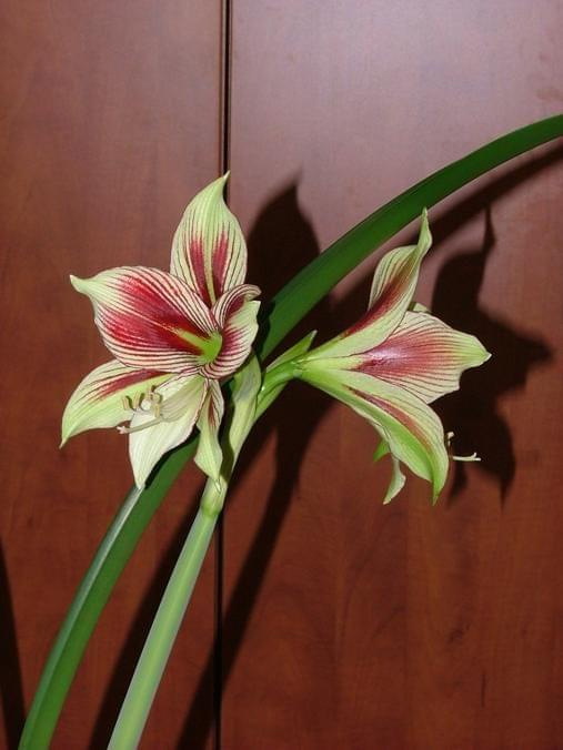 odmiana 'Papilio Butterfly' - 17 lutego 2009 #amarylis #Hippeastrum #hydroponika #PapilioButterfly