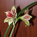 odmiana 'Papilio Butterfly' - 17 lutego 2009 #amarylis #Hippeastrum #hydroponika #PapilioButterfly