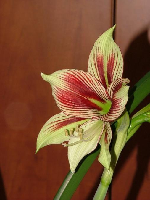 odmiana 'Papilio Butterfly' - 17 lutego 2009 #amarylis #Hippeastrum #hydroponika #PapilioButterfly