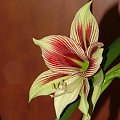 odmiana 'Papilio Butterfly' - 17 lutego 2009 #amarylis #Hippeastrum #hydroponika #PapilioButterfly