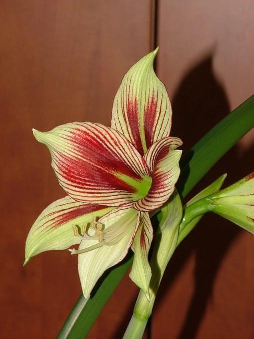 odmiana 'Papilio Butterfly' - 17 lutego 2009 #amarylis #Hippeastrum #hydroponika #PapilioButterfly