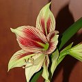 odmiana 'Papilio Butterfly' - 17 lutego 2009 #amarylis #Hippeastrum #hydroponika #PapilioButterfly