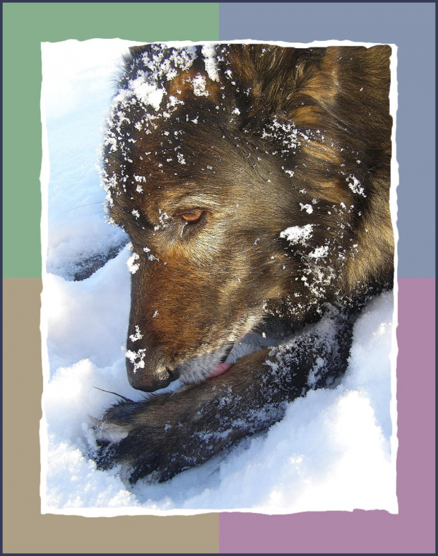 Nie da się chodzić, znowu muszę wyskubać śnieg :(( #psy #śnieg #wieś #zima #zwierzęta