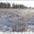 #drzewa #flora #łąki #pola #psy #śnieg #wieś #zima #zwierzęta