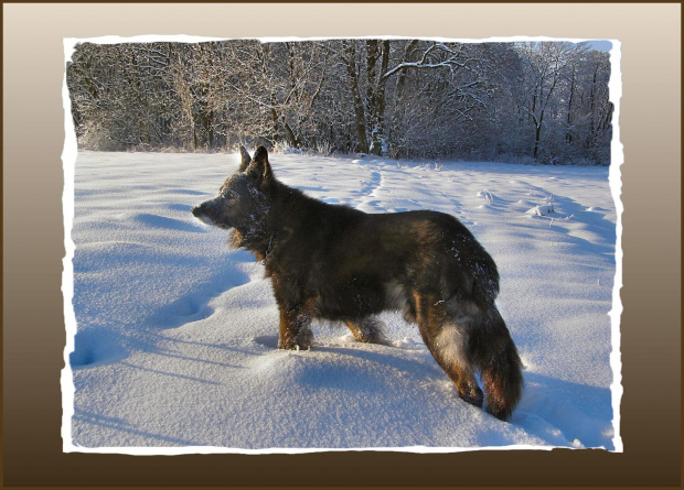 #psy #śnieg #wieś #zima #zwierzęta