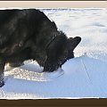 #psy #śnieg #wieś #zima #zwierzęta