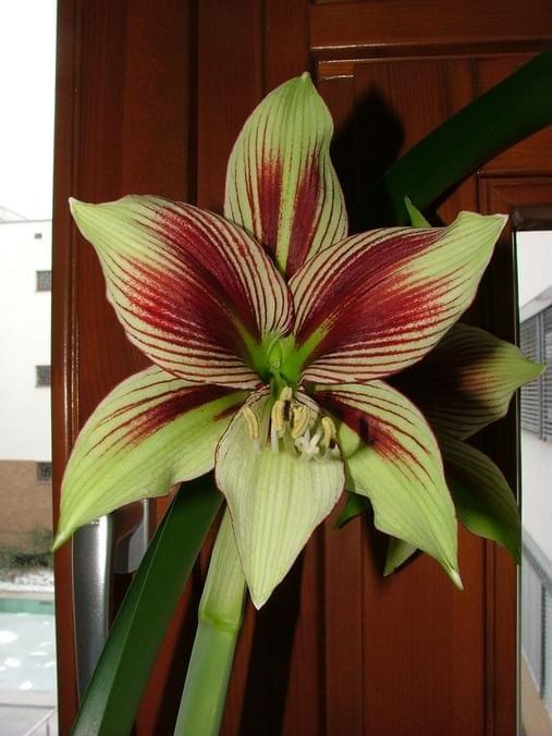 odmiana 'Papilio Butterfly' - 17 lutego 2009 #amarylis #Hippeastrum #hydroponika #PapilioButterfly