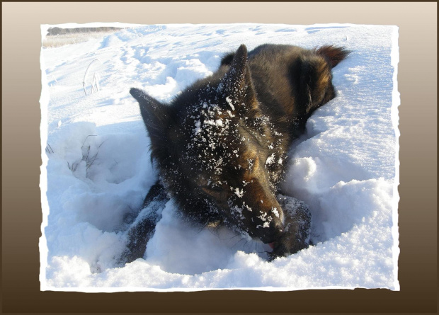 ... włazi śnieg w łapy... Ale i tak wole zimę od letnich upałów... #psy #śnieg #wieś #zima #zwierzęta