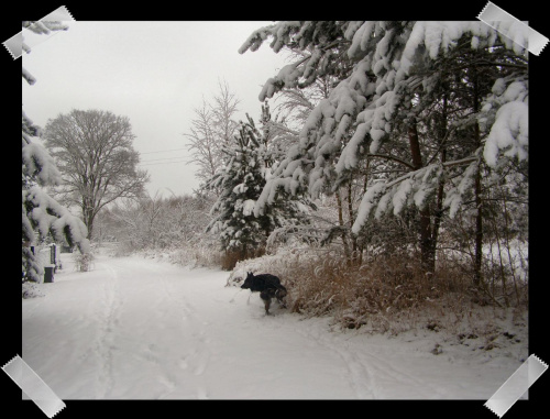 #wieś #zwierzęta #psy #zima #drzewa #śnieg #pola #łąki #flora
