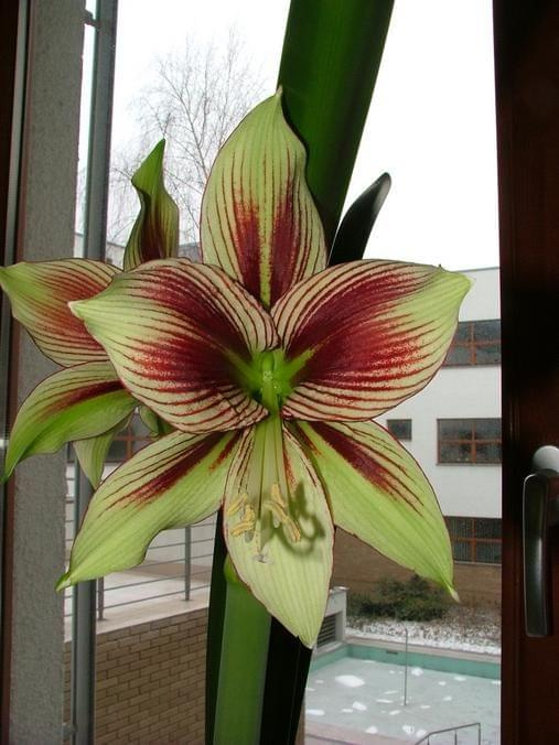 odmiana 'Papilio Butterfly' - 17 lutego 2009 #amarylis #Hippeastrum #hydroponika #PapilioButterfly