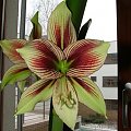 odmiana 'Papilio Butterfly' - 17 lutego 2009 #amarylis #Hippeastrum #hydroponika #PapilioButterfly