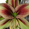 odmiana 'Papilio Butterfly' - 17 lutego 2009 #amarylis #Hippeastrum #hydroponika #PapilioButterfly