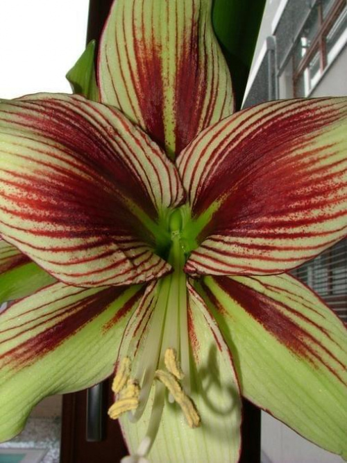 odmiana 'Papilio Butterfly' - 17 lutego 2009 #amarylis #Hippeastrum #hydroponika #PapilioButterfly