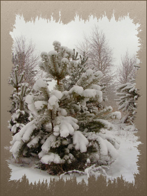 #wieś #zwierzęta #psy #zima #drzewa #śnieg #pola #łąki #flora