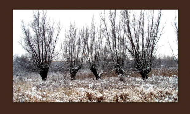 wierzby zimową porą...moje ulubione drzewa :)