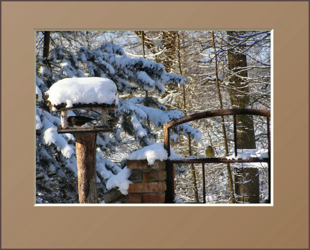 #drzewa #flora #łąki #pola #ptaki #śnieg #wieś #zima #zwierzęta