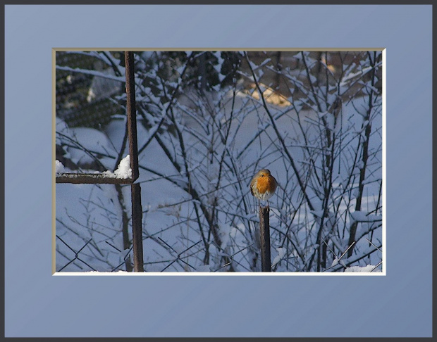 Po prostu rudzik... Czeka na swoja kolejkę w karmniku... Może coś zostanie po sójkach... #drzewa #flora #łąki #pola #ptaki #śnieg #wieś #zima #zwierzęta