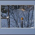 Po prostu rudzik... Czeka na swoja kolejkę w karmniku... Może coś zostanie po sójkach... #drzewa #flora #łąki #pola #ptaki #śnieg #wieś #zima #zwierzęta