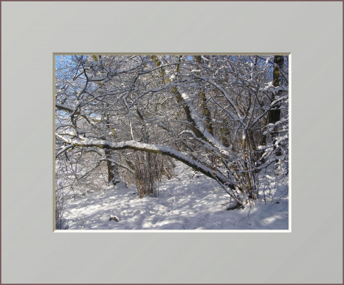 #drzewa #flora #łąki #pola #śnieg #wieś #zima